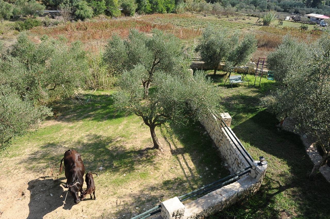 Ammos Zante Villas Vasilikí Exterior foto